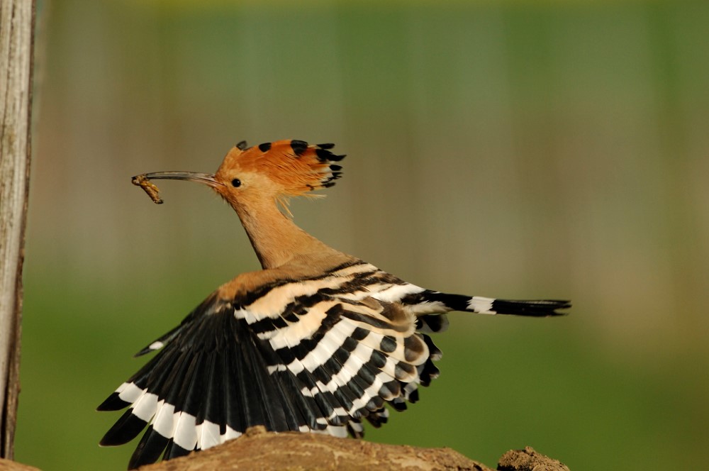 Wiedehopf im Flug © Josef Stefan